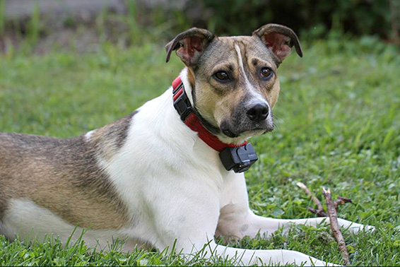 A happy, handsome brown and white potcake dog plays with a stick in the grass.