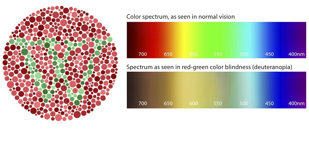Ishihara Test circle with red and green dots, dot form a "W", Color spectrum as seen in normal vision, Spectrum as seen in red-green color blindness (deuteranopia)
