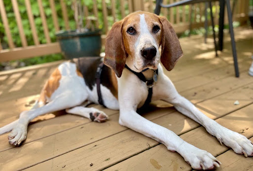 Herald the hound